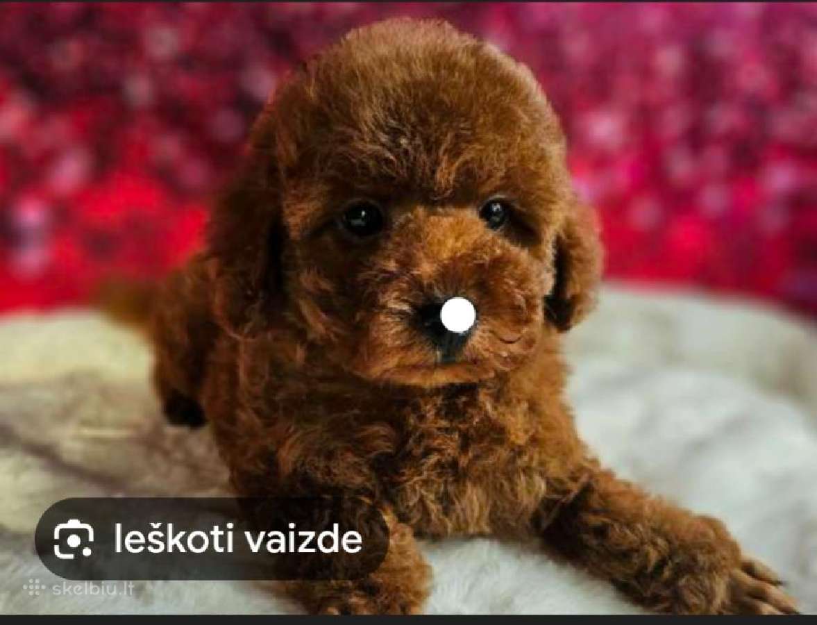 Toy ruda pudelytė pirkčiau