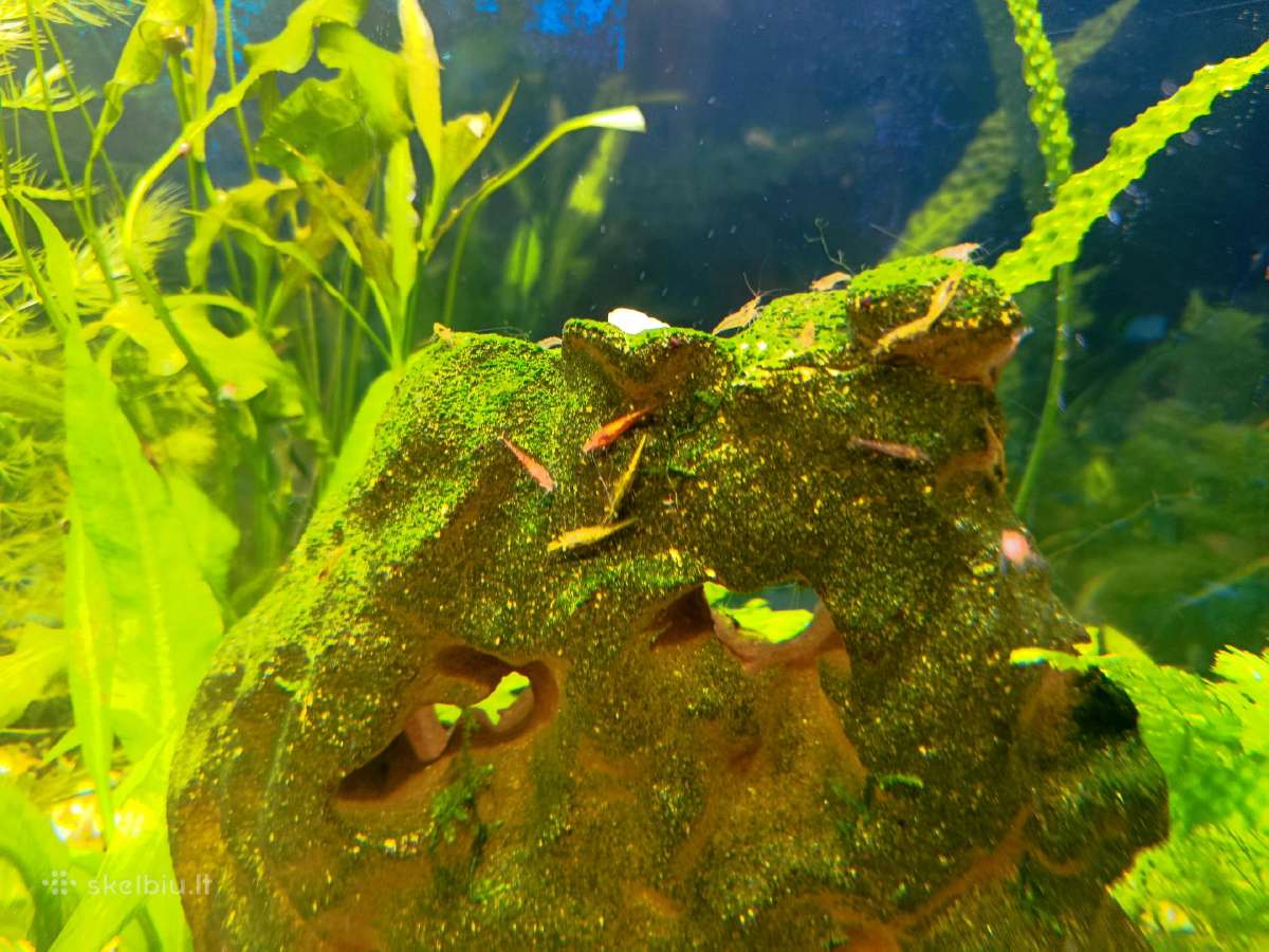 Neocaridina mix akvariumo krevetės