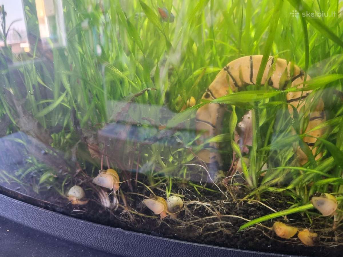 Dovanojami akvariumo augalai - nuotraukos Nr. 3