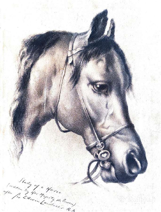 Landseer arklio studija 1902m litografija kartonas - nuotraukos Nr. 3