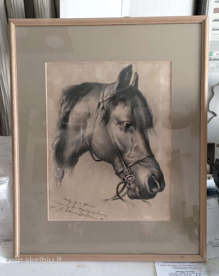 Landseer arklio studija 1902m litografija kartonas