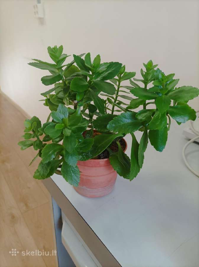 Gėlė ieško namų!kalankė (Kalanchoe) – gyvybės medi - nuotraukos Nr. 5