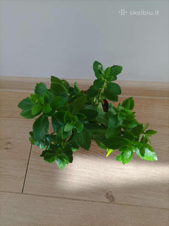 Gėlė ieško namų!kalankė (Kalanchoe) – gyvybės medi - nuotraukos Nr. 6