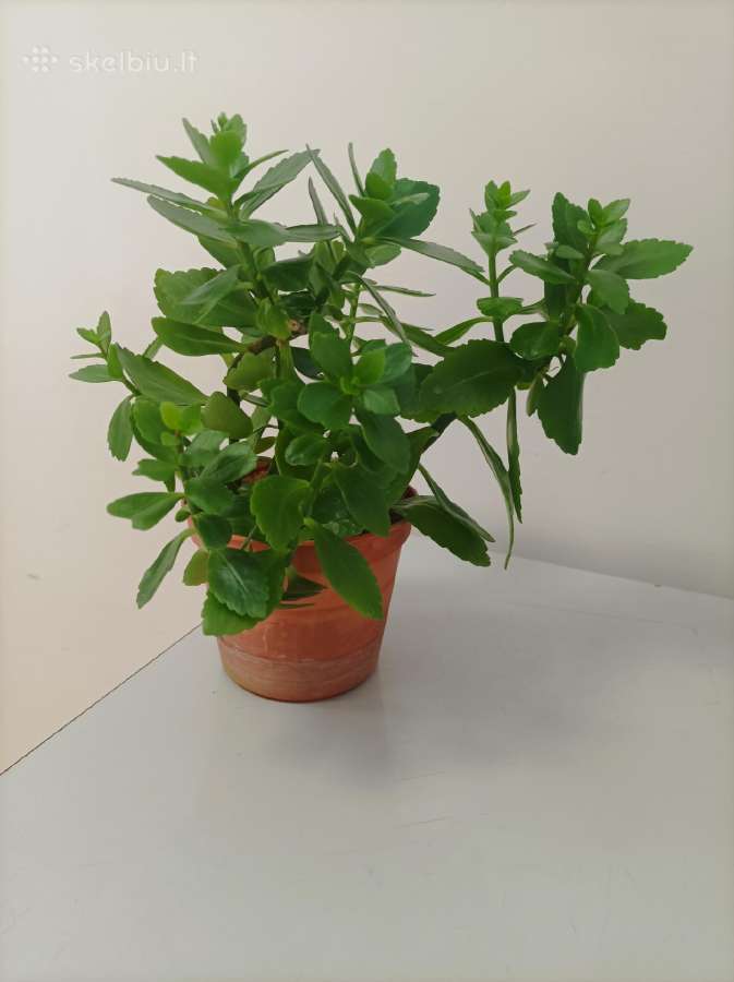 Gėlė ieško namų!kalankė (Kalanchoe) – gyvybės medi - nuotraukos Nr. 7