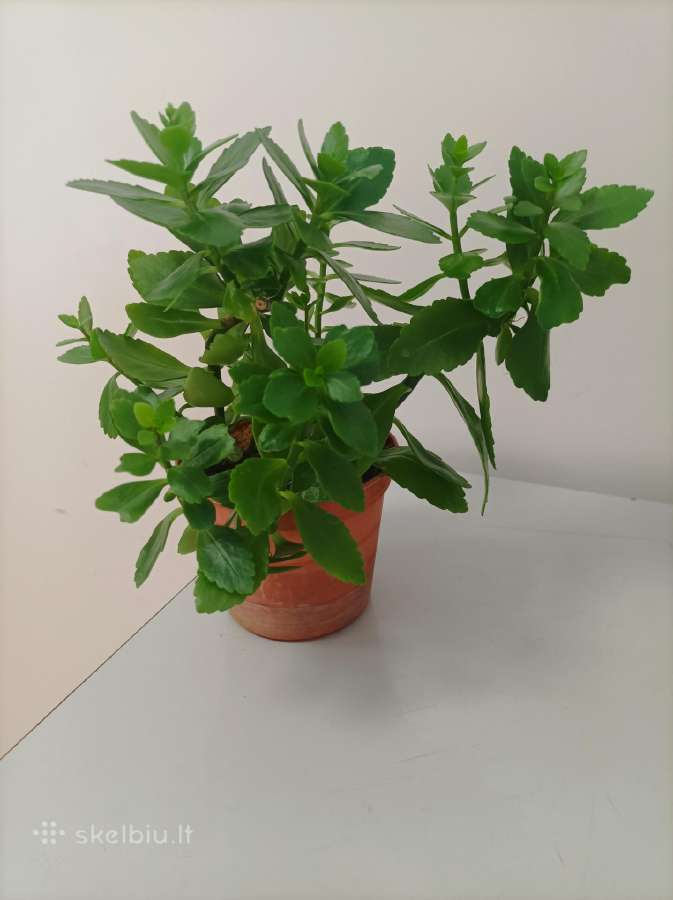 Gėlė ieško namų!kalankė (Kalanchoe) – gyvybės medi - nuotraukos Nr. 8