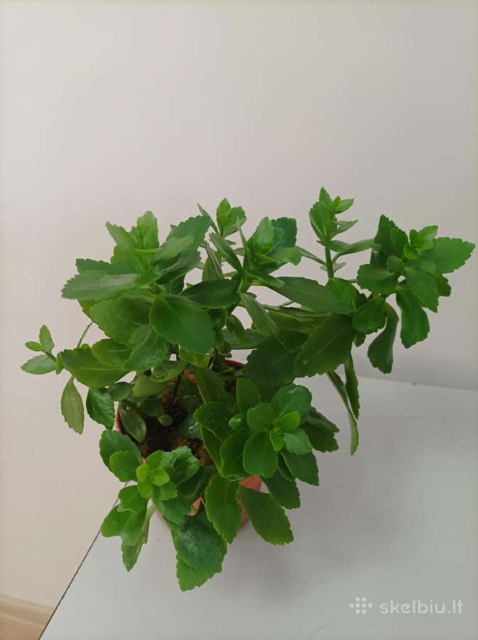 Gėlė ieško namų!kalankė (Kalanchoe) – gyvybės medi - nuotraukos Nr. 9