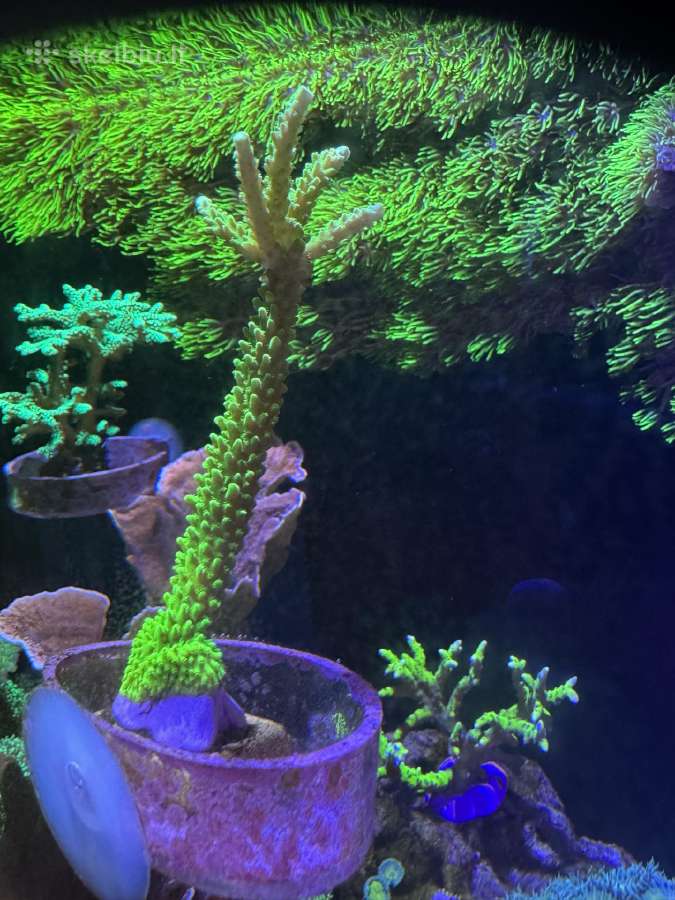 Parduodu koralus