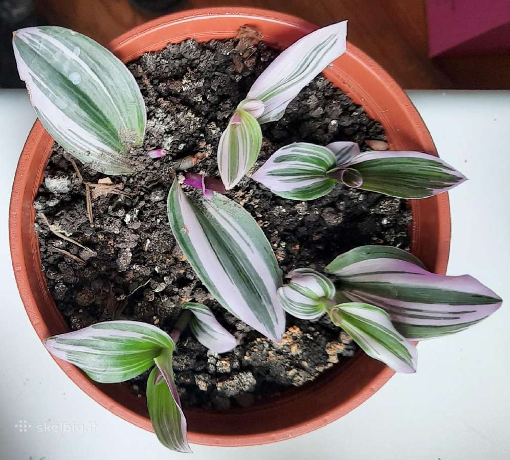 Tradeskantė - kambarinis augalas