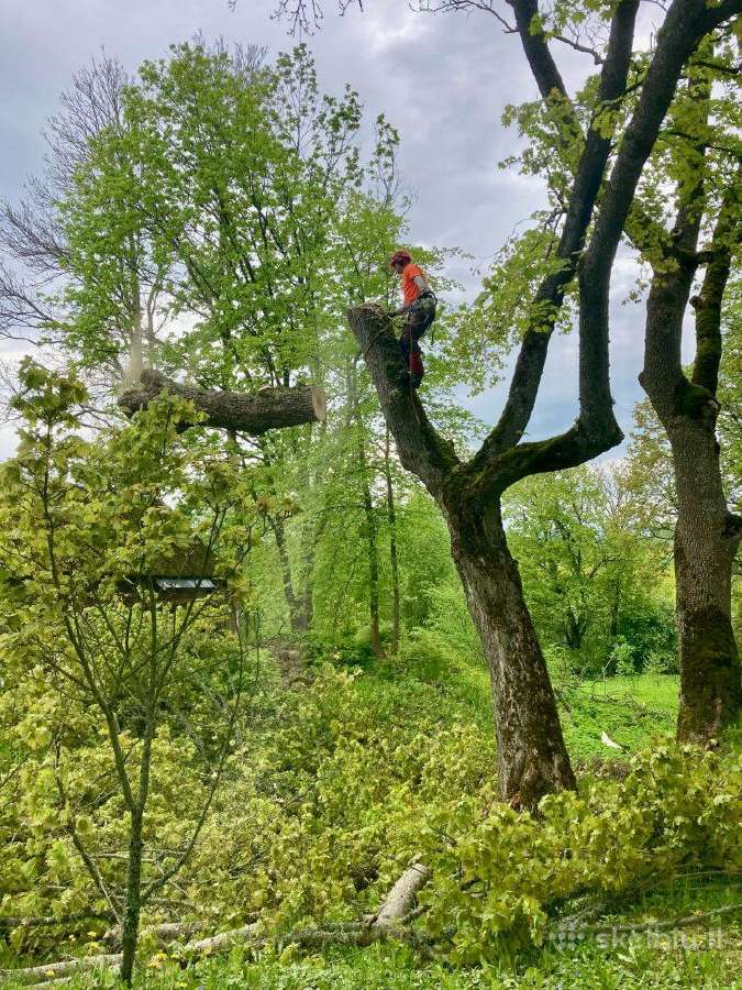 Avaringu medžių pjovimas