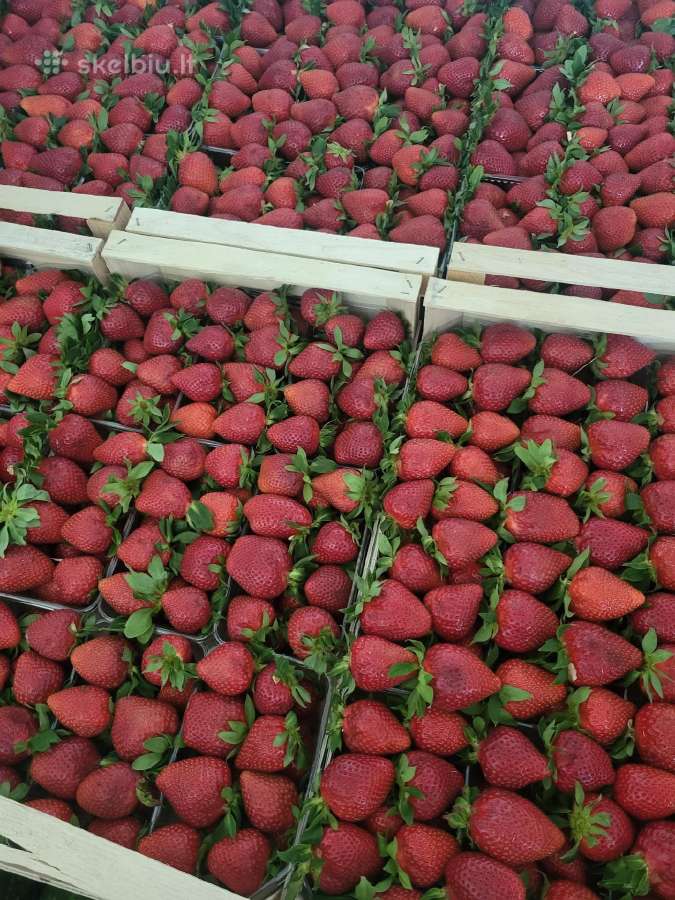 Parduodame graikiškas braškes urmu