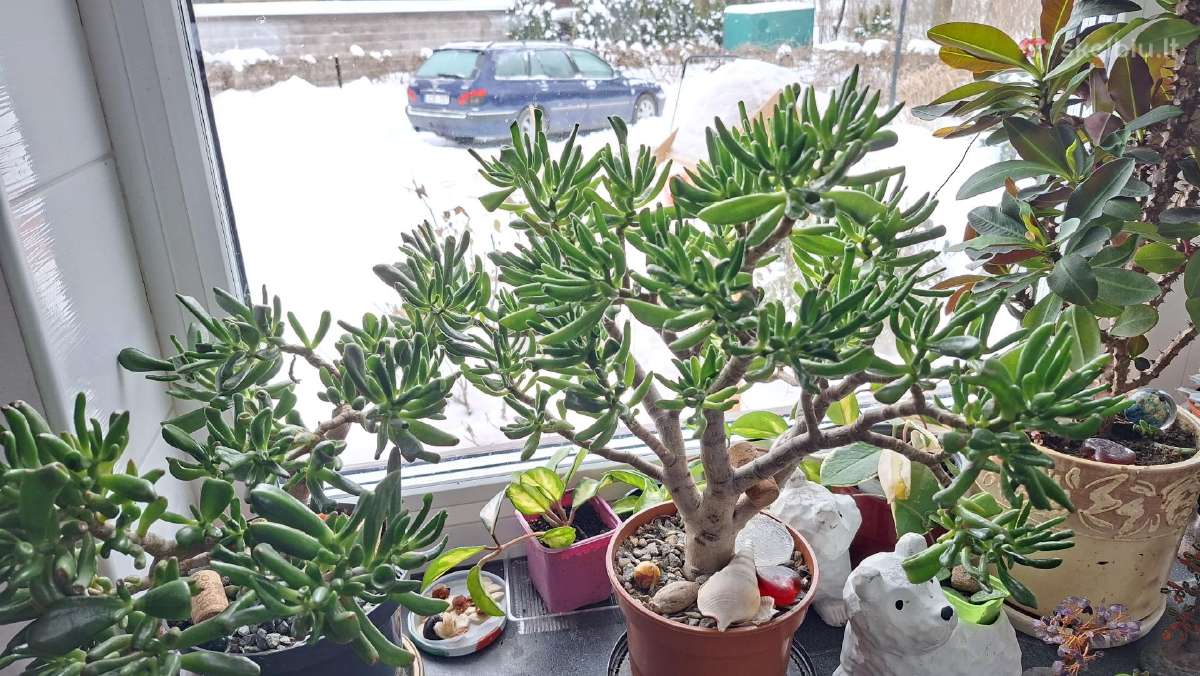 Kambariniai augalai,mano auginami. - nuotraukos Nr. 18