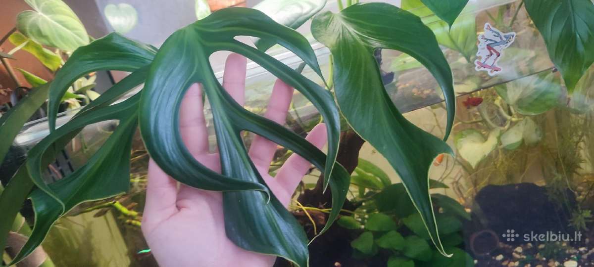 Burle marx monstera retas augalas