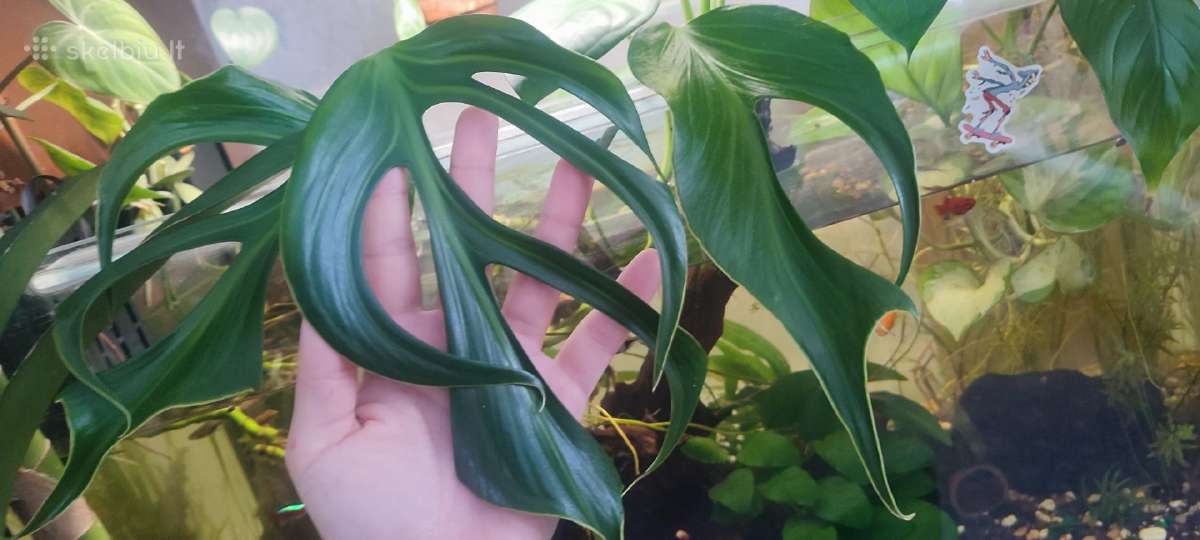 Burle marx monstera retas augalas