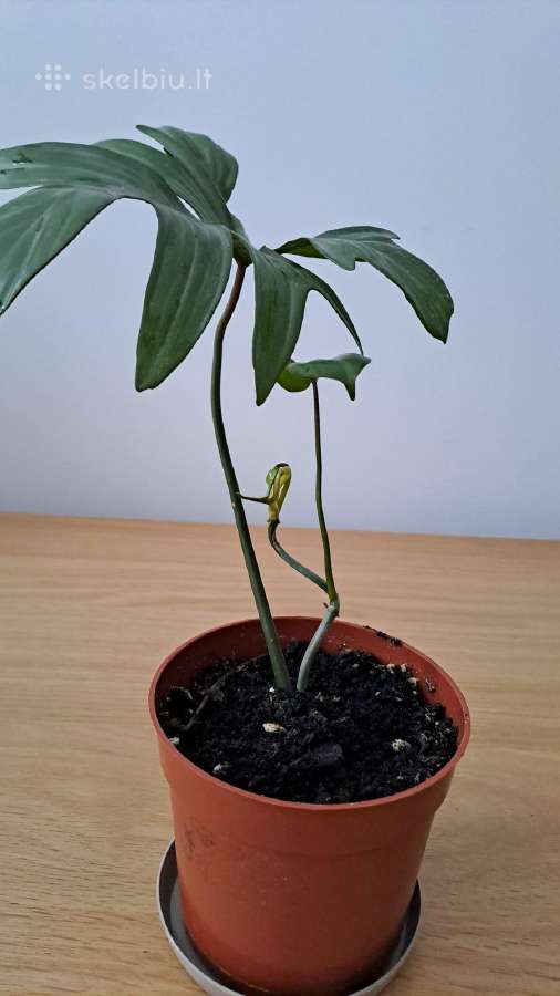 Philodendron pedatum