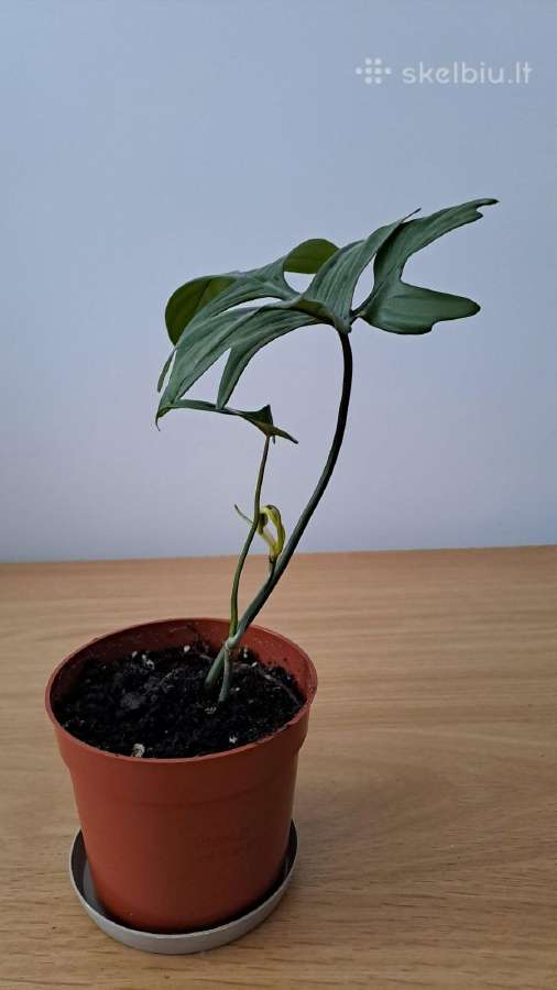Philodendron pedatum - nuotraukos Nr. 2