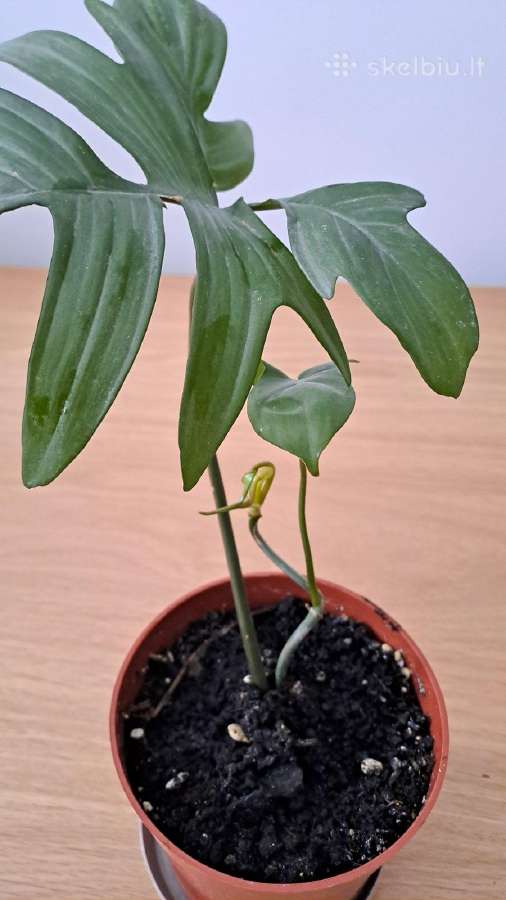 Philodendron pedatum - nuotraukos Nr. 3