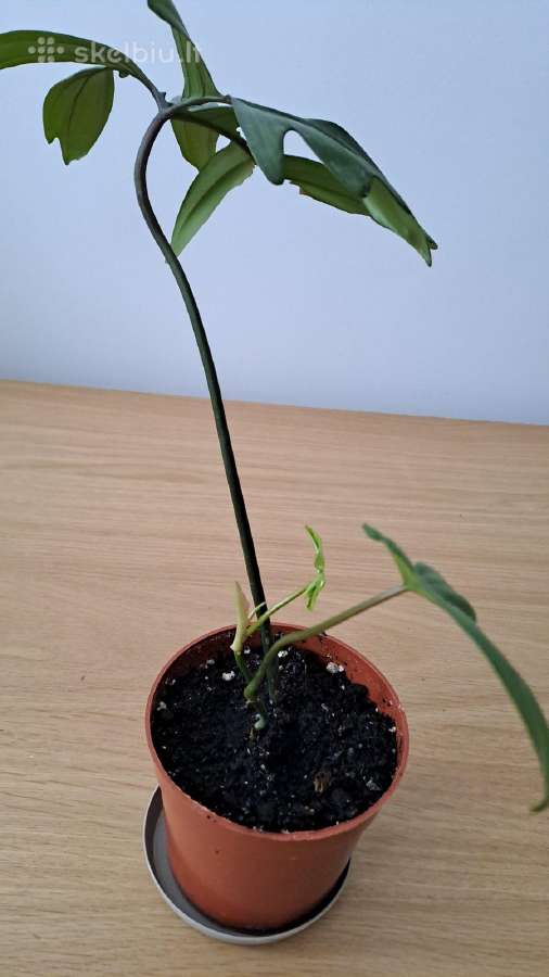 Philodendron pedatum - nuotraukos Nr. 4
