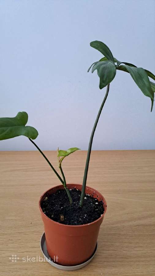 Philodendron pedatum - nuotraukos Nr. 5