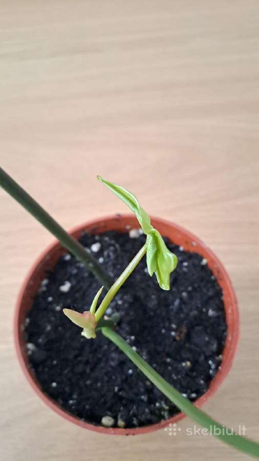 Philodendron pedatum - nuotraukos Nr. 6