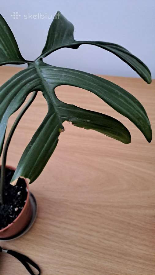 Philodendron pedatum - nuotraukos Nr. 7