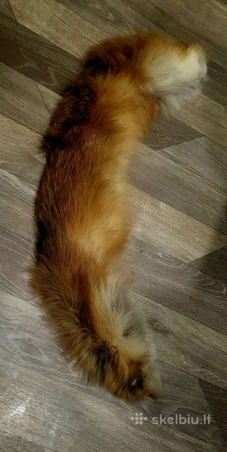 Raudonsios lapes kailiniu komplektas - nuotraukos Nr. 3