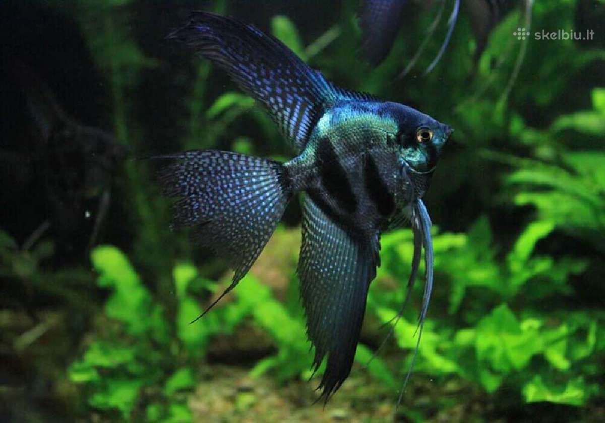 Akvariuminės žuvys - nuotraukos Nr. 11