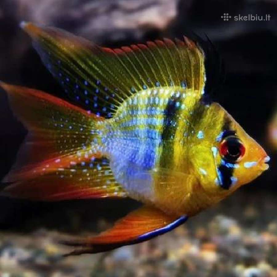 Akvariuminės žuvys - nuotraukos Nr. 12