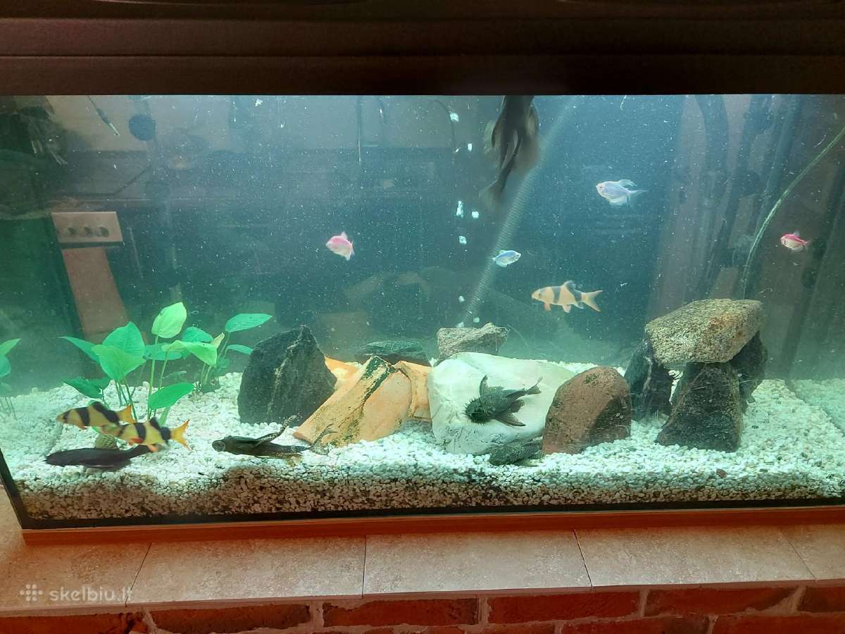 Parduodu Akvariumą Su Žuvim
