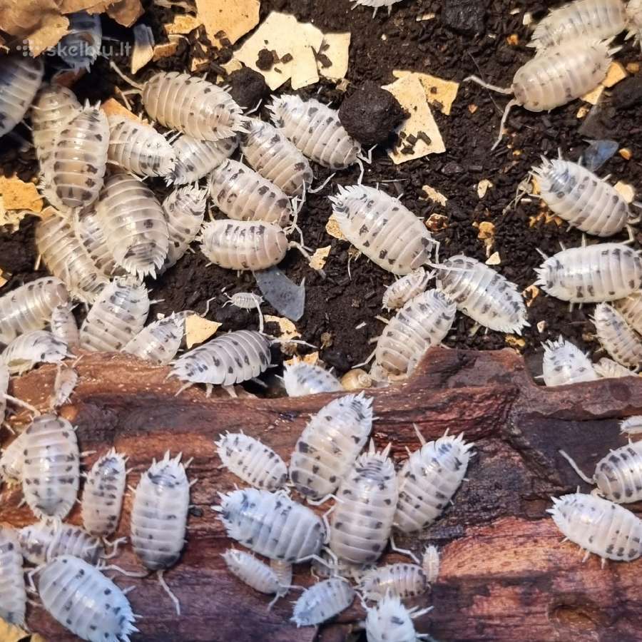 Porcellio laevis 'Dairy Cow' (vėdarėliai, isopods)