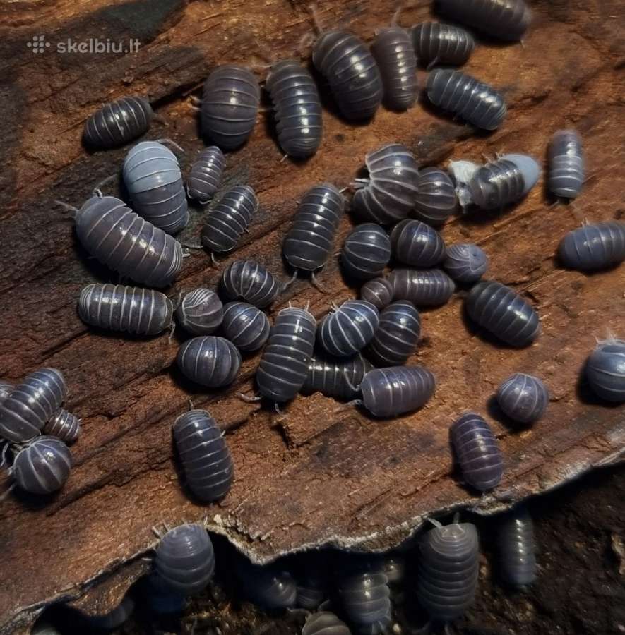 Armadillo officinalis (vėdarėliai, isopods)