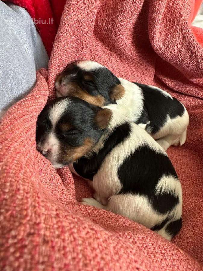 Byver (Bywer) Biever Terrier Berniukai - nuotraukos Nr. 24