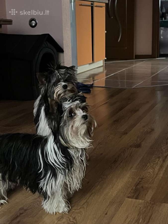 Byver (Bywer) Biever Terrier Berniukai - nuotraukos Nr. 8