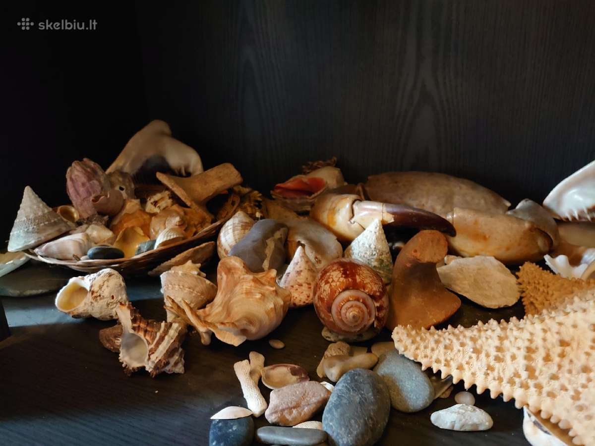 Kriauklių kolekcija.(originalai)+krabai.amforų dal