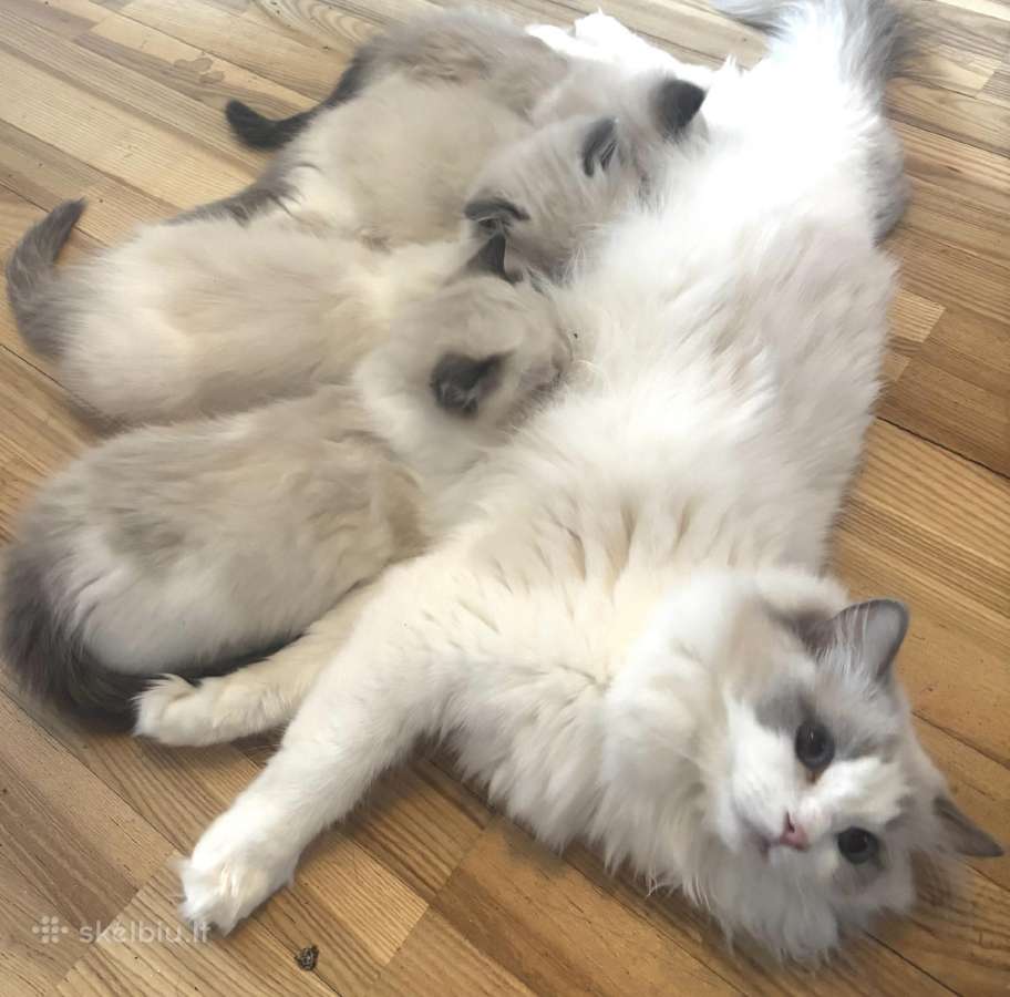 Ragdoll kaciukai - nuotraukos Nr. 3
