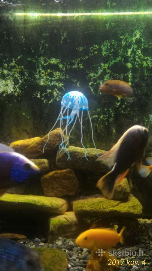 Meduza