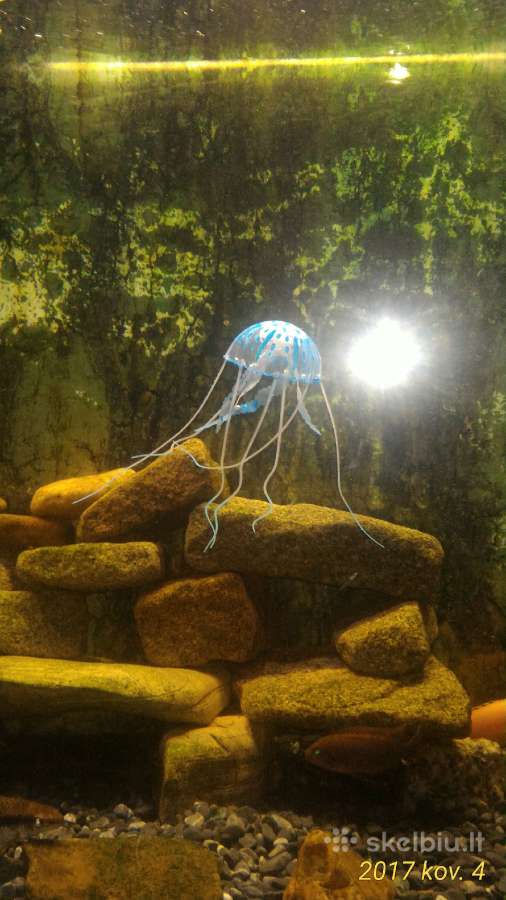 Meduza - nuotraukos Nr. 2