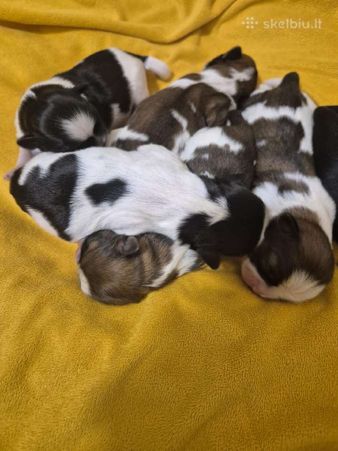 Parduodami Shih Tzu šuniukai su Fci kilmės dokumen