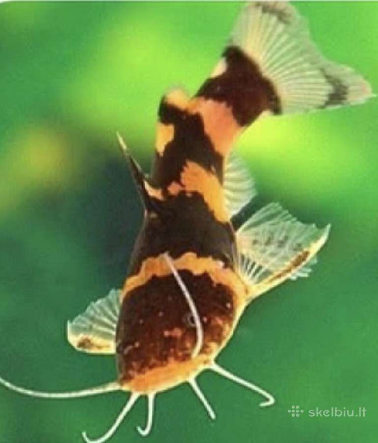Įv. akvariuminės žuvelės Šiauliuose - nuotraukos Nr. 17