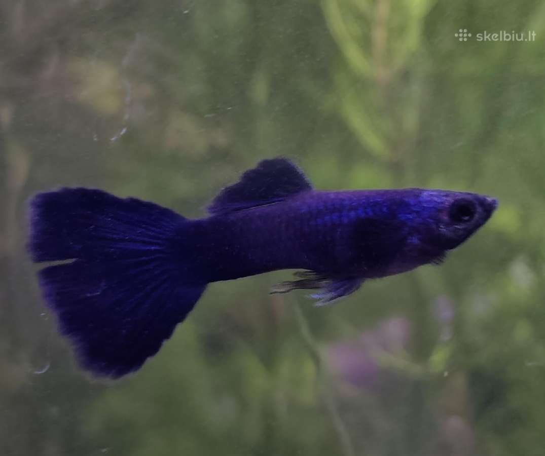 Įv. akvariuminės žuvelės Šiauliuose - nuotraukos Nr. 27