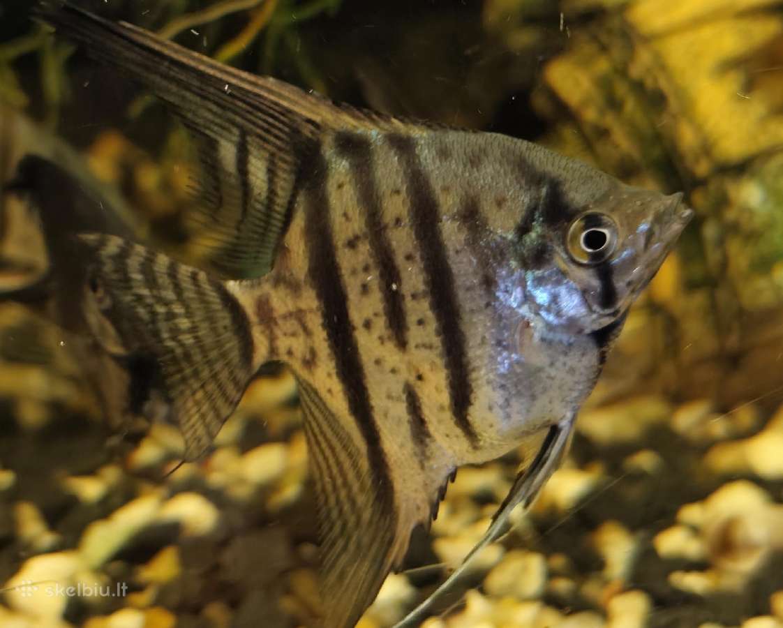 Įv. akvariuminės žuvelės Šiauliuose - nuotraukos Nr. 15