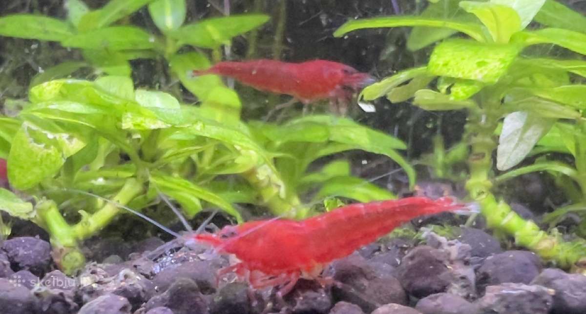 Neokardina krevetes