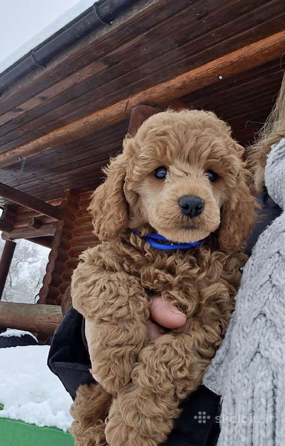Raudi mažieji pudeliai su kilmės dokumentais - nuotraukos Nr. 2