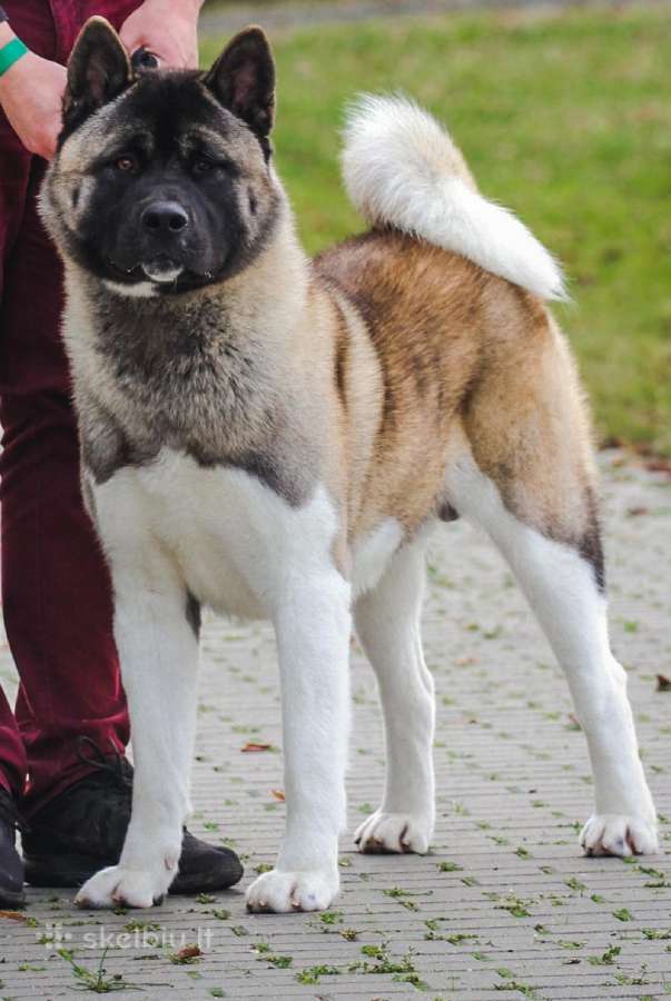 Amerikiečiu akita patinas kergimui