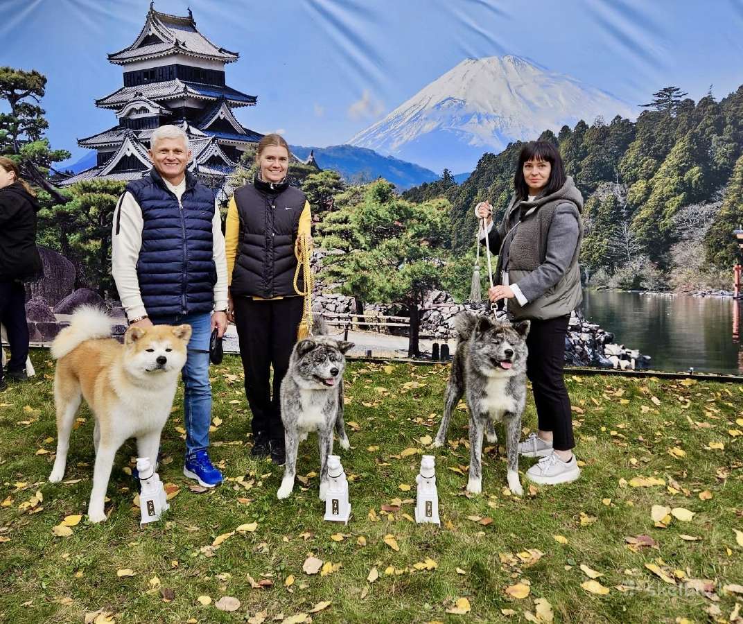 Akita - nuotraukos Nr. 23