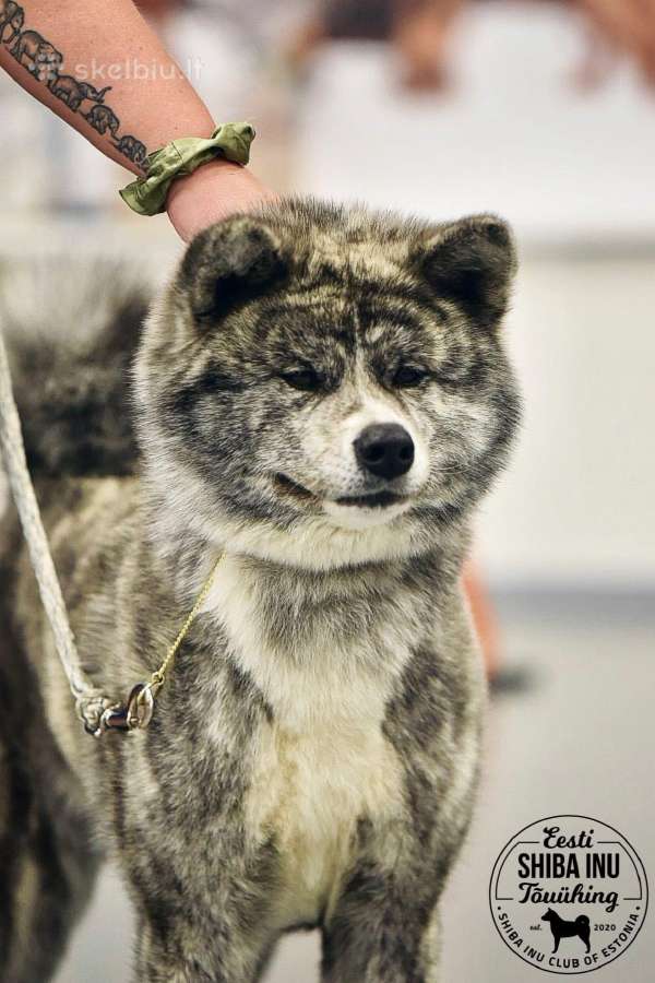 Akita - nuotraukos Nr. 27