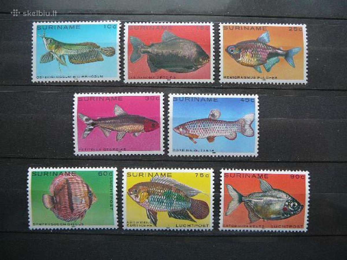 Zuvys Surinamas 1980 svarus snm35