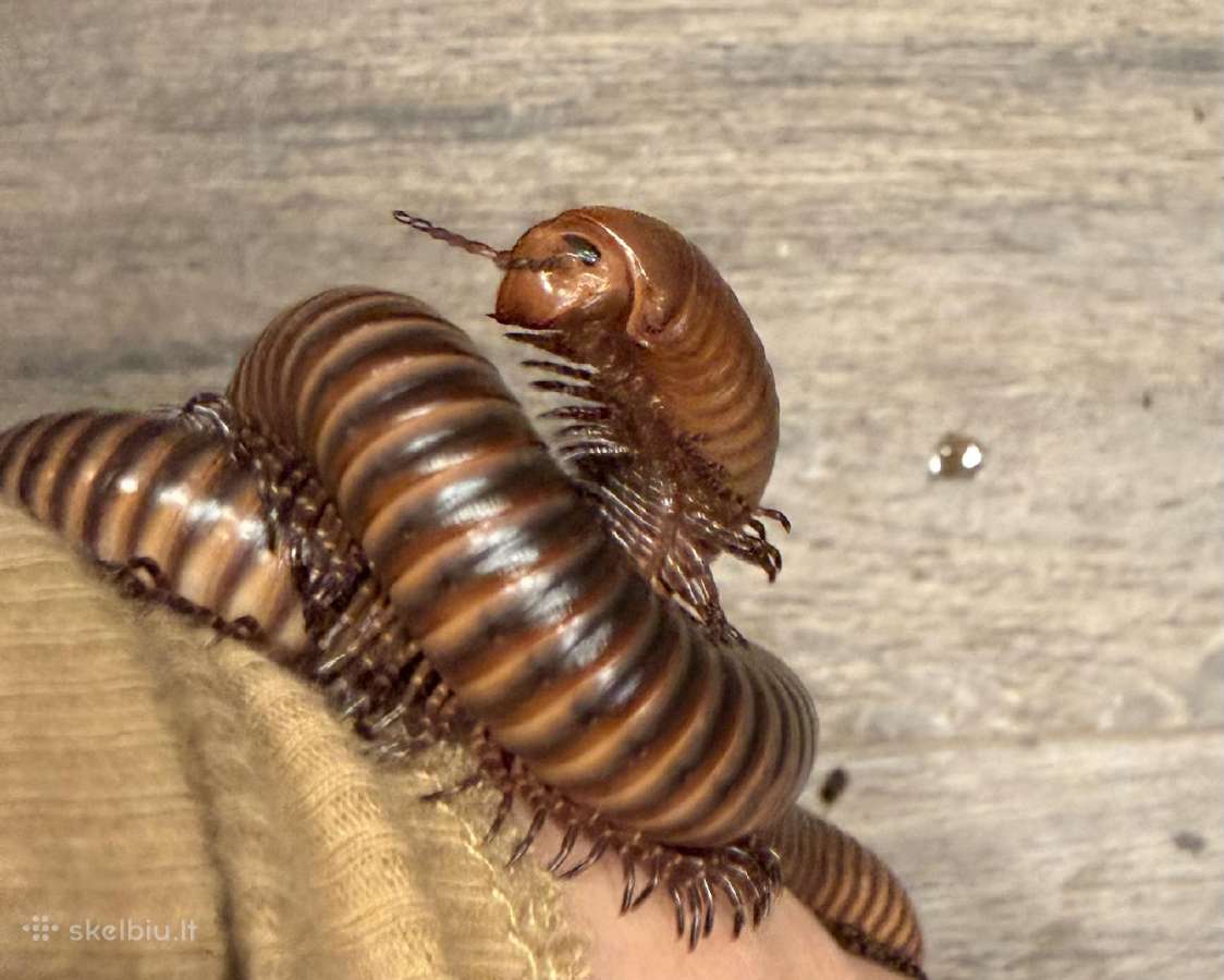 Spirostreptus sp thailand