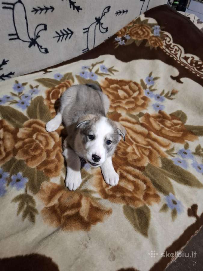Parduodami vakarų sibiro laikos šuniukai