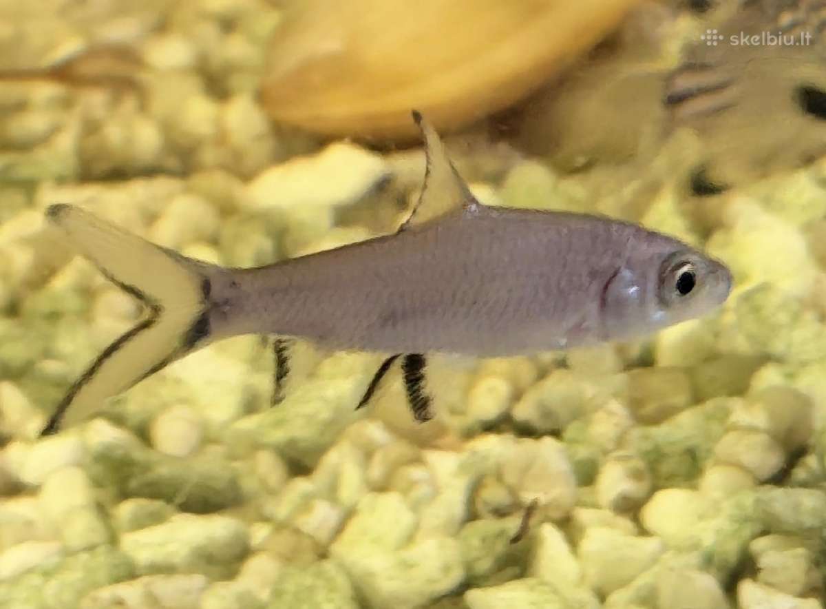 Įv. akvariuminės žuvelės Šiauliuose - nuotraukos Nr. 13