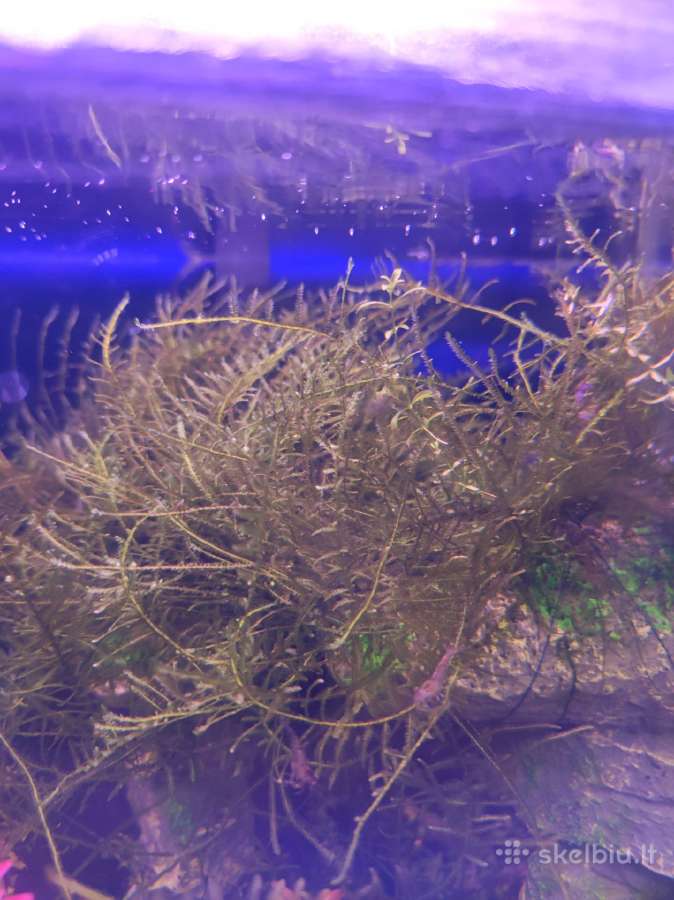 Christmas moss samana